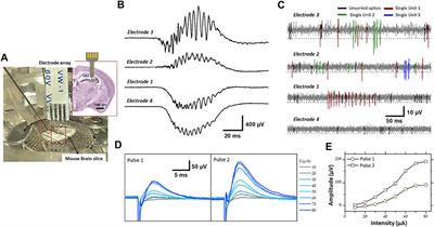 Nanofibrous PEDOT-Carbon Composite on Flexible Probes for Soft Neural Interfacing